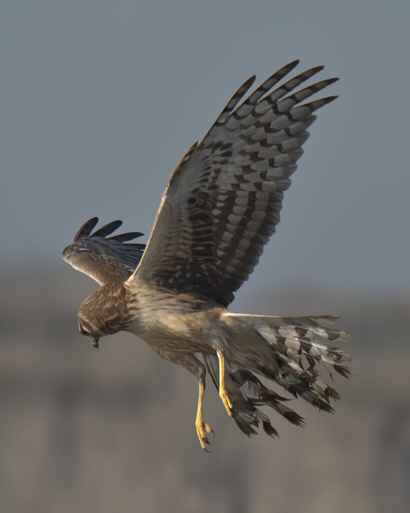 cooper's hawk, hawk, bird