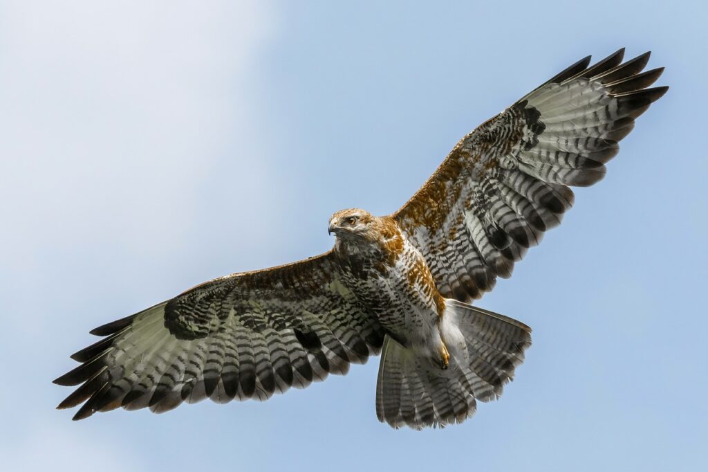 spiritual meaning of a hawk flying over you