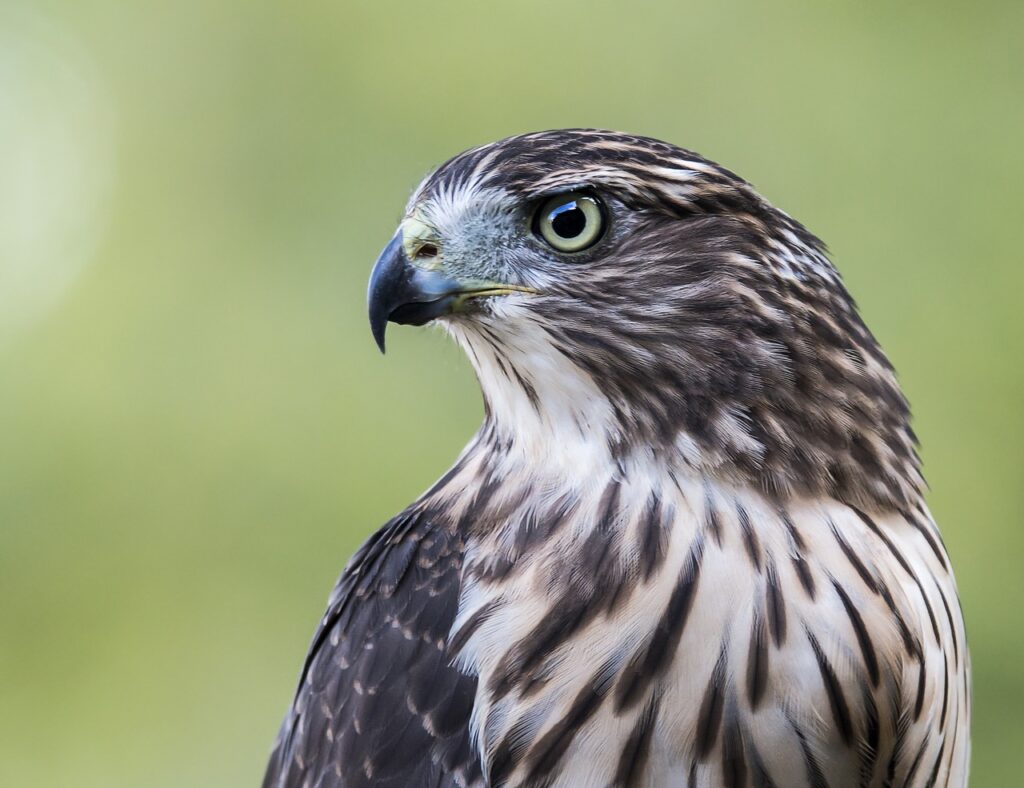 hawk, bird, profile