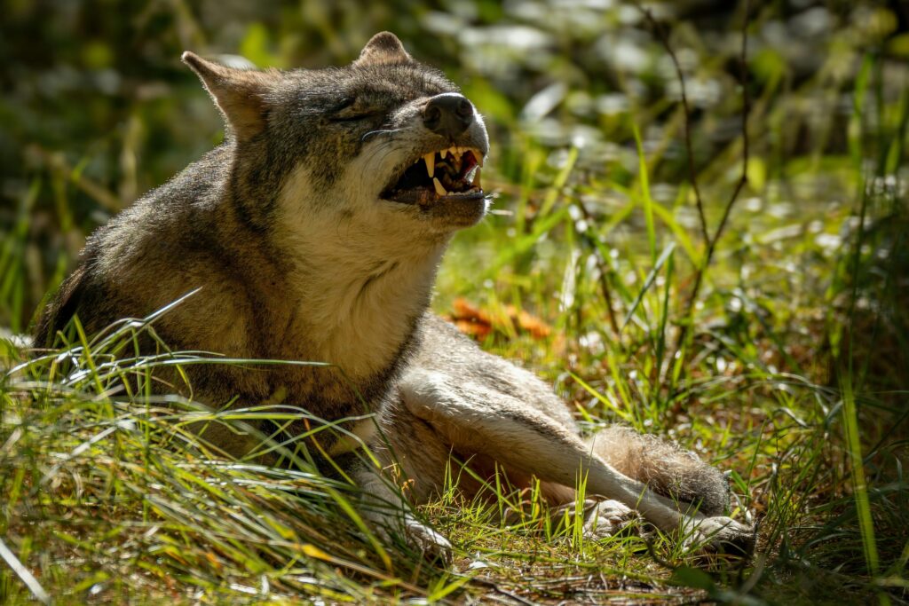 Majestic Wolf Snarling in Forest Setting