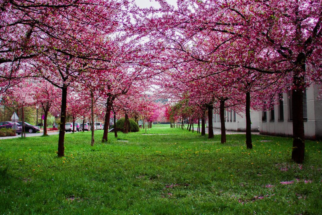 Pink Leafed Trees on Green Grass Field