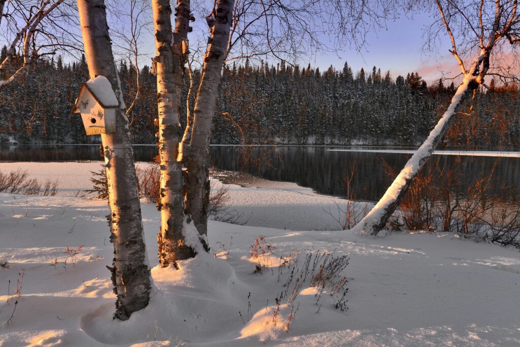 Bare Tree Near Body of Water