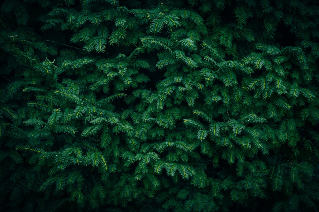 A close up of dark green Yew tree branches texture