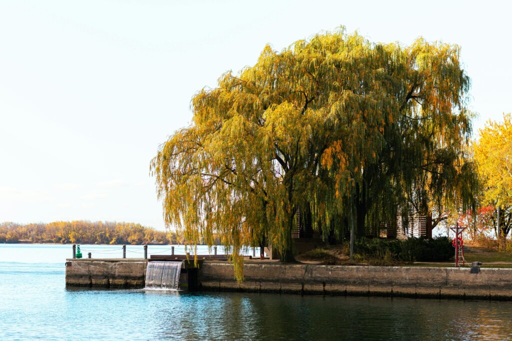 Giant tree near lake Ontario