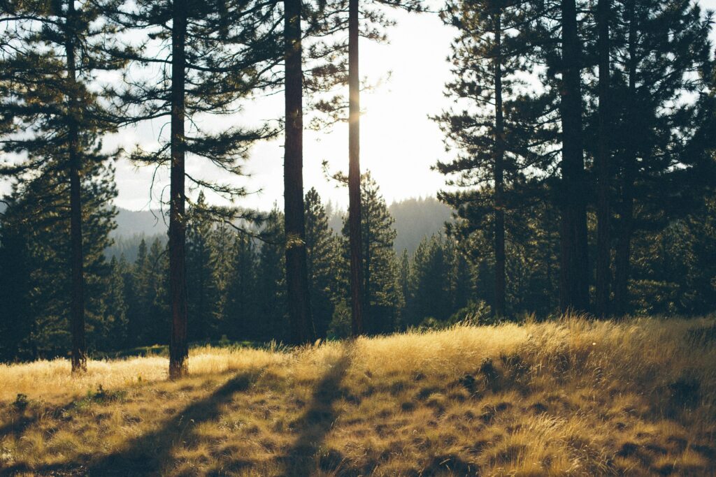 Trees during Day