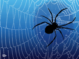 10+ Shocking Spiritual Meanings of Spiders in Dreams (Revealed