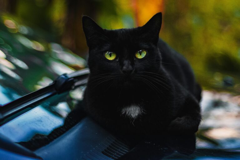 Captivating close-up of a black cat with striking green eyes and a serene expression.